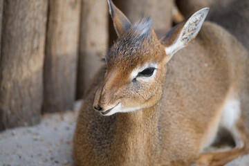 Portrait of Kirk's Dik Dik Animal