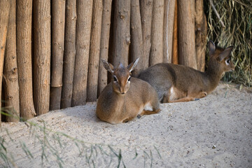 Kirk's Dik Dik Resting in Nature