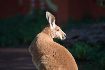 Profile of a Red Kangaroo Outdoors
