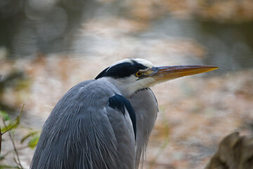 Grey Heron Looking by the Water
