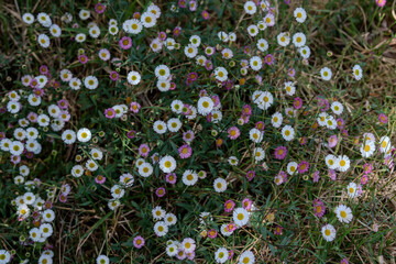 Small colorfull daisies in a meadow in Reunion Island