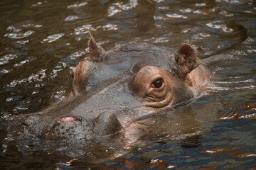 Hippopotamus Swimming in the Water