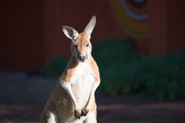 Red Kangaroo in a Standing Pose