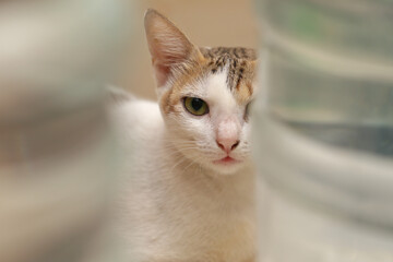 Portrait of a beautiful Indian Breed cat