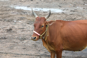 cows in a farm