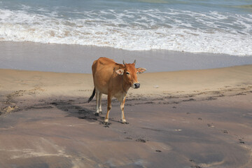 cow on the beach and resting