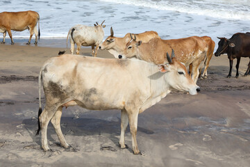 cows on the beach and resting