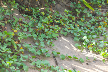 Obraz premium Creeper in sand at the beach