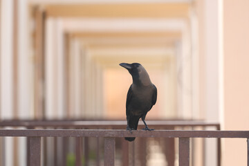 Obraz premium crow on the fence