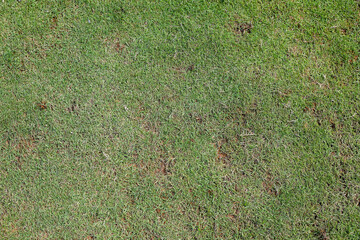 fine bladed warm season lawn grass