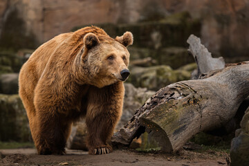 Brown Bear in its Natural Habitat with a Fallen Log in the Foreground