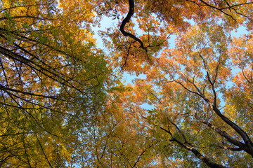 秋の黄色い森の中で空を見上げる