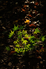 秋の森の中で朝日に照らされた美しい緑色のカエデの葉