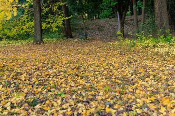 秋の公園の黄色い絨毯のように広がる落ち葉