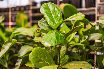 Close-up view of young fiddle leaf fig plant with fresh green leaves growing in garden center. Sweden. © Alex