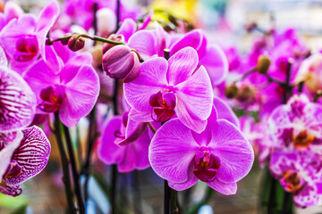 Close-up view of blooming purple phalaenopsis orchids with open flowers and buds. Sweden.