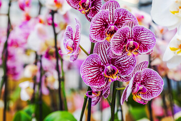 Close-up of blooming phalaenopsis orchids with purple white striped petals growing. Sweden.