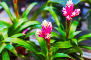 Close-up of pink bromeliad inflorescence with unopened flower buds and glossy green leaves growing in plastic pot. Sweden.