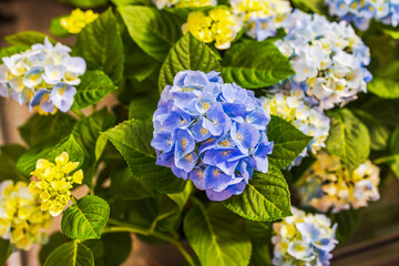 Close up view of blue hydrangea flowers blooming with green leaves in garden. Sweden.