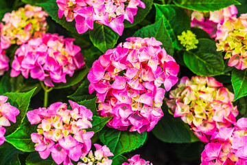 Close up view of pink hydrangea flowers blooming with green leaves in garden. Sweden.