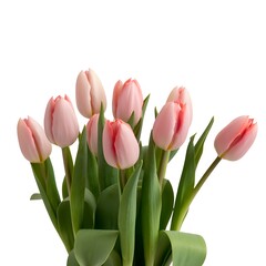Naklejka premium pink tulips on white background