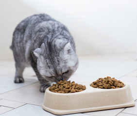 Gray scottish fold cat eating dry food from plastic bowls