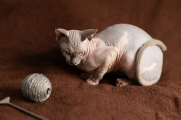 Portrait of sphynx cat with game ball