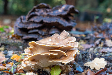 A fresh and behind it an overripe Giant Mushroom (Meripilus giganteus)