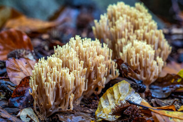 A beautiful group of Straight Coral Fungus (Ramaria stricta)
