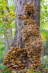 The trunk of this tree in De Horsten Park, Wassenaar is largely covered with Honey Fungus (Armillaria mellea)