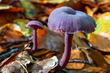 Two Amethyst Mushrooms (Laccaria amethystina) among the autumn leaves