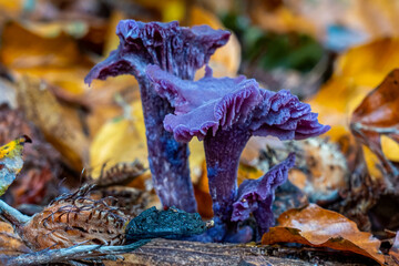 Two dark-colored Amethyst Mushrooms (Laccaria amethystina) in the forest