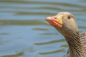 Greylag Goose Profile with Water Droplets on Blue Ripple Water Close Up with copy space