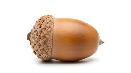 Close-up image of a single acorn, showcasing its textured cap and smooth nut on a white background