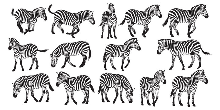 seamless pattern with zebra