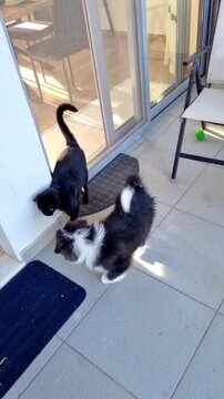 A border collie puppy and a black cat on the terrace by the glass door. The acquaintance of a cat and a dog. vertical video. A tile, a chair, and a ball toy. Meeting pets, vertical video.