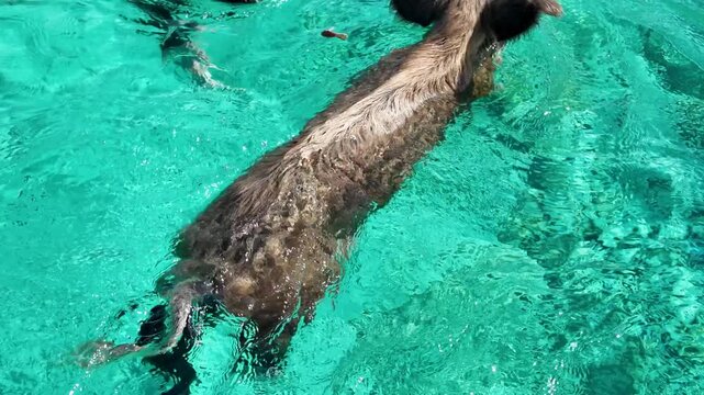Pig Beach In Exuma Black Point Bahamas. Scenic Wild Marine Animals Swimming In The Sea. Shore Clouds Sky Beach Sea. Shore Seaside Panning Wide. Exuma Black Point.
