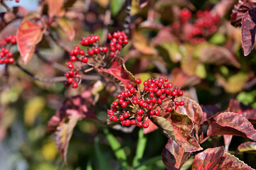 Red berries of the Japanese viburnum