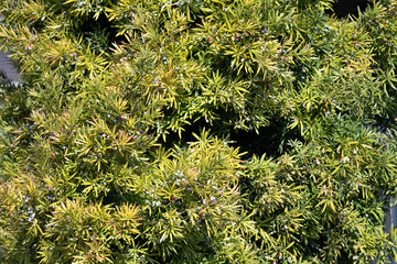 A Japanese yew tree bearing fruit, Podocarpus macrophyllus