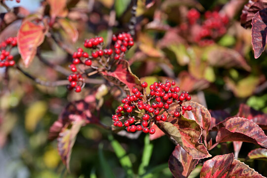 Red berries of the Japanese viburnum