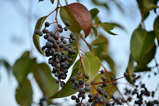 Black berries of the Glossy privet tree, Ligustrum lucidum