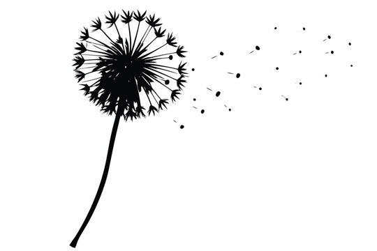 a single dandelion puff with seeds blowing in the  (1).eps