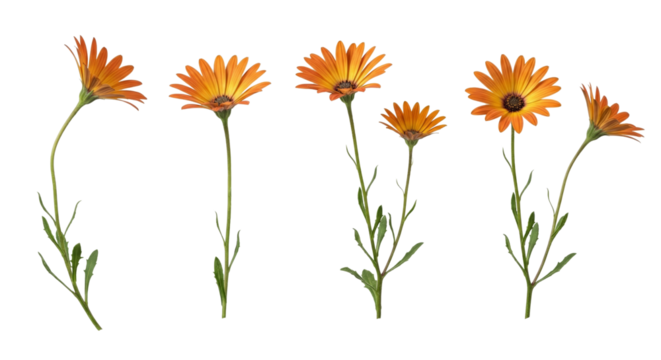 Elegant arrangement of vibrant orange daisies with long stems isolated on transparent background - Powered by Adobe