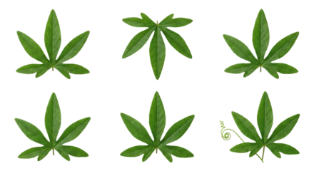 Set of vibrant green cannabis leaves displaying diverse arrangements isolated on transparent