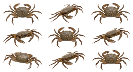 Collection of detailed realistic crabs isolated on transparent background for scientific or