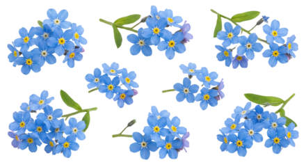 Collection of delicate blue forget-me-not flowers with vibrant yellow centers isolated on a