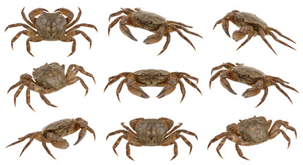 Collection of detailed crabs with textured shells and multiple legs isolated on transparent
