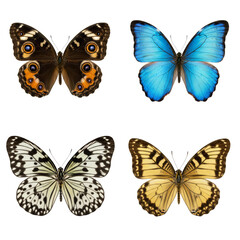 Obraz premium Collection of Vibrant Butterfly Species Displaying Diverse Wing Patterns and Colors on a
