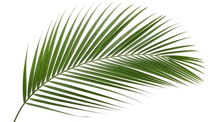 Obraz premium palm tree leaves