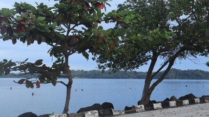 Sea view with green trees on the beach